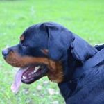 Any Weather Nylon Rottweiler Collar with Nickel Hardware