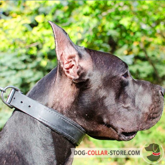 great dane collars
