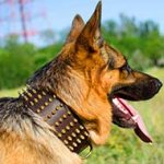 Wide Leather German Shepherd Collar with 5 Rows of Spikes