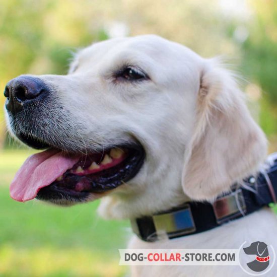 Strong Hand Decorated Leather Golden Retriever Collar with Nickel Plates