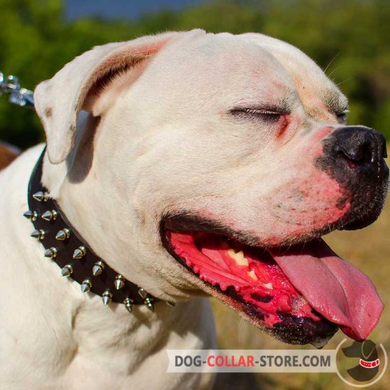 Leather American Bulldog Collar with 2 Rows of Nickel Spikes