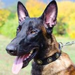 Stylish Nylon Belgian Malinois Collar with Nickel Plated Conchos