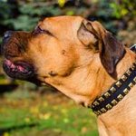 Wide Leather Cane Corso Collar with Golden Brass Studs