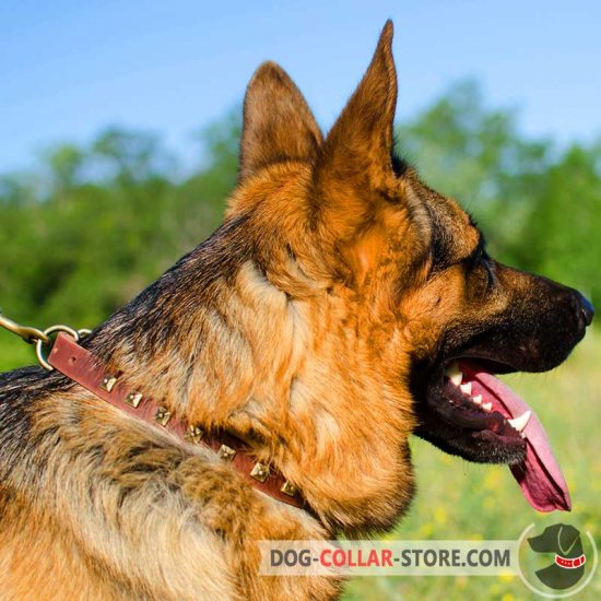 German shepherd collar and hot sale leash