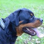 All Weather Nylon Rottweiler Collar with Identification Patches