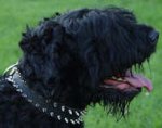 Decorated Leather Black Russian Terrier Collar with Nickel Spikes