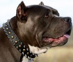 Fashion Leather Pitbull Collar Decorated with Spikes and Studs