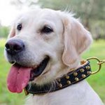 Nappa Padded Leather Golden Retriever Collar with Brass Spikes