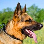 Stylish Wide Nylon German Shepherd Collar With Nickel Pyramids