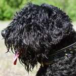 Nappa Padded Leather Black Russian Terrier Collar with Brass Spikes