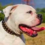 Wide Leather American Bulldog Collar with Golden Brass Studs