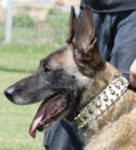 Tan Leather Belgian Malinois Collar Decorated with Spikes and Studs