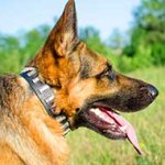 Plated Leather German Shepherd Collar for Walking and Training