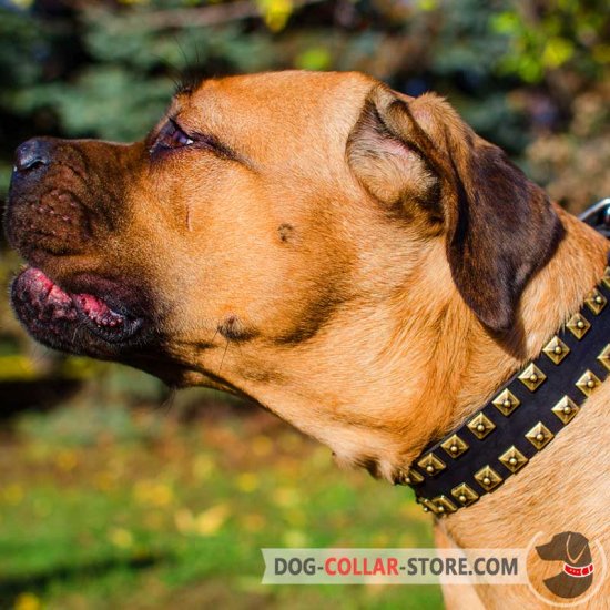 Cane corso leather dog collar top
