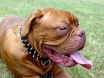Brown Leather Dogue de Bordeaux Collar with 2 Rows of Spikes