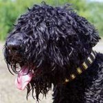Sophisticated Leather Black Russian Terrier Collar with Brass Plates