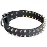 Incredible Leather Dog Collar Decorated with 2 Rows of Nickel Spikes
