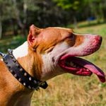 Decorated Leather Pitbull Collar with Nickel Spikes