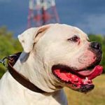 Classic Design Leather American Bulldog Collar