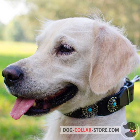 Gorgeous Leather Golden Retriever Collar With Awesome Plates