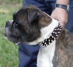 Designer Leather Boxer Collar Decorated with Spikes