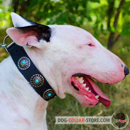 Bull Terrier Collar with Silver Plated Circles and Blue Stones