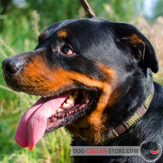 Buy Plated Leather Rottweiler Collar Designer Dog Gear