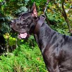 Classic Leather Great Dane Collar for Everyday Walking and Training
