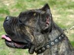 Walking Leather Cane Corso Collar With Doted Circles
