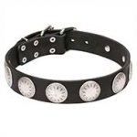 "Maya Indians" Leather Dog Collar with Chrome Plated Starry Circles