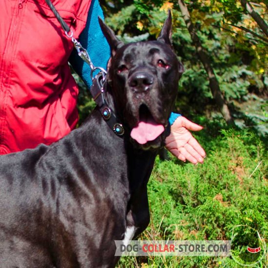 Gorgeous Leather Great Dane Collar with Nickel Plated Circles and Blue Stones