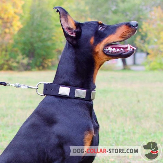 Nylon Doberman Collar Decorated With Nickel Plates