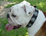 Black Leather English Bulldog Collar with Silver Plated Circles & Blue Stones