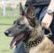 Brown Leather Belgian Malinois Collar with Spikes and Studs
