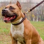 Original Braided Design Leather Amstaff Collar