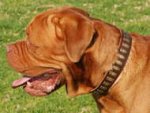 Brown Leather Dogue de Bordeaux Collar Decorated with Small Brass Plates