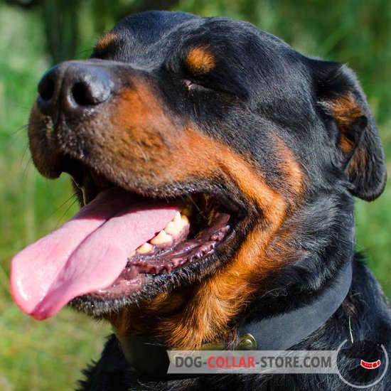 Adjustable Leather Rottweiler Collar with Metal ID Tag