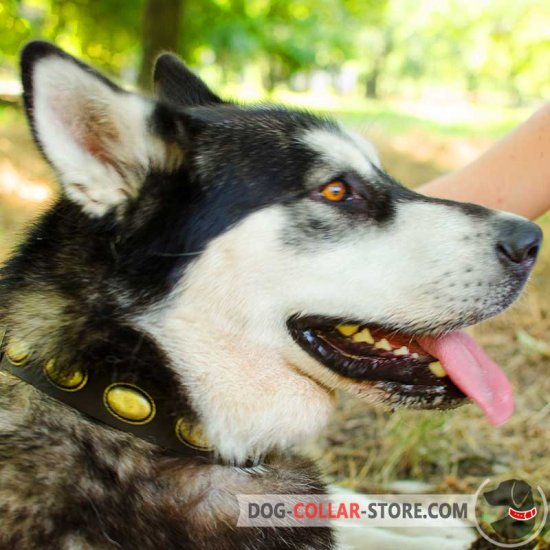 Leather Siberian Husky / Samoyed / Malamute Collar with plates