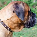 Elegant Thin Leather Bullmastiff Collar Decorated with Brass Spikes