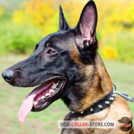 Leather Belgian Malinois Collar with 1 Row of Nickel Plated Spikes