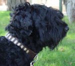 Stylish Brown Leather Russian Terrier Collar With Brass Plates
