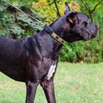 Decorated Leather Great Dane Collar with Brass Plates and Nickel Studs