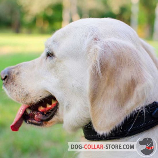 Felt Padded Leather Golden Retriever Collar for Training