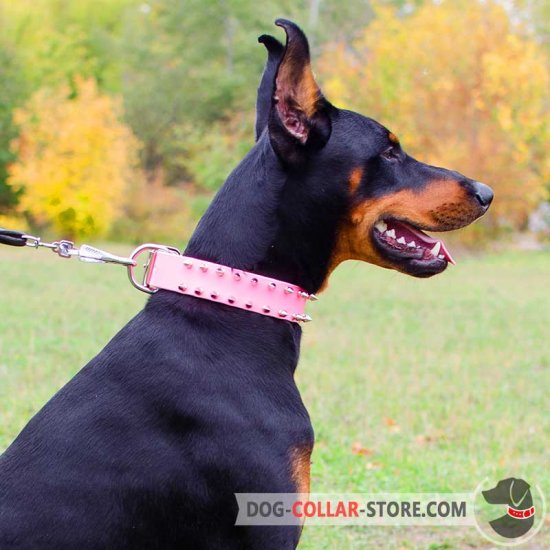 doberman spike collar