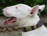 Leather Bull Terrier Collar With Vintage Brass Plates