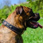 Royal Nappa Padded Leather Boxer Collar with Braids