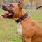 Fashionable Leather Amstaff Collar with Spikes and Studs