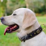 Royal Nappa Padded Leather Golden Retriever Collar with Braids