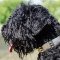 Stylish Leather Black Russian Terrier Collar With Metal Decoration