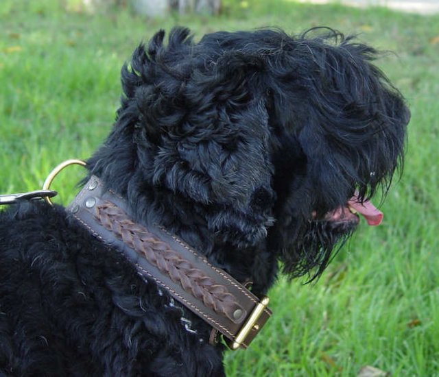 Russian shop dog collar